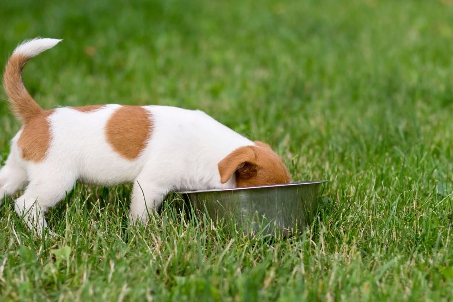 The Benefits of Raw Dog Food: A Detailed Guide – BUDDLEY'S