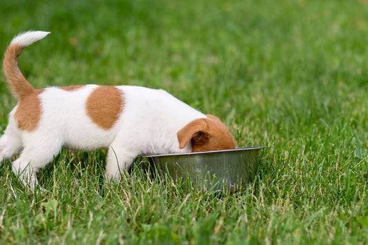 The Benefits of Raw Dog Food: A Detailed Guide